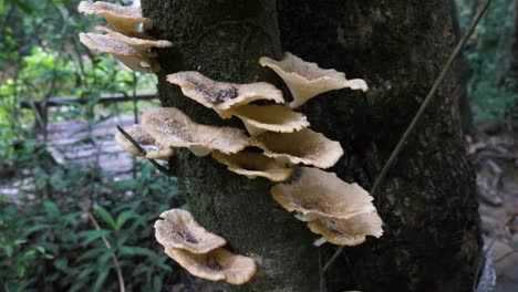 Medium-shot-of-branched-oyster-mushrooms-growing-on-a-tree