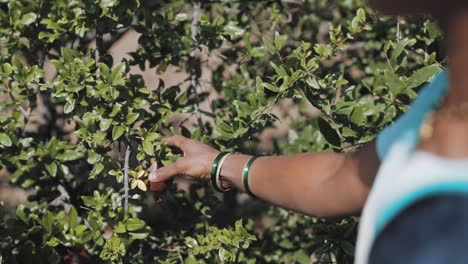 Rural-Indian-woman-choosing-pomegranates