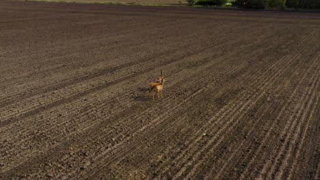 Three-deers-standing-on-dirt-field