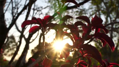 Sun-burst-or-starburst-shining-brightly-behind-red-leaves-during-fall-sunrise