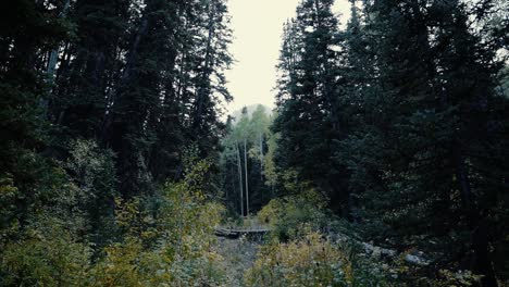 Wunderschöner-Blick-In-Den-Herbstwald-Im-Big-Cottonwood-Canyon-In-Utah,-USA
