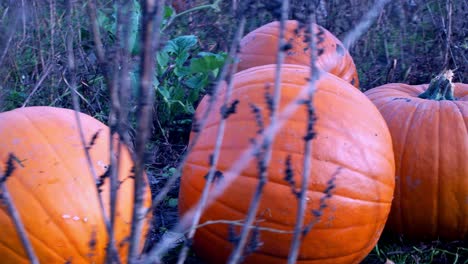Low-shot-moving-around-pumpkins-growing-in-field