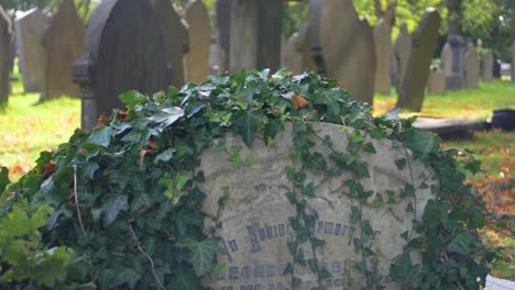 upward-shot-of-ivy-covered-grave