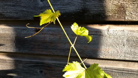 Green-grape-branch-on-the-background-of-a-wooden-fence