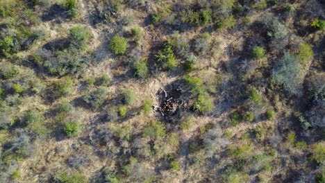 Elephant-bones-in-the-vast-African-wilderness,-Aerial-Top-View-Pull-Back