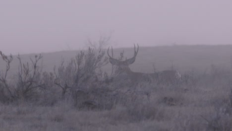 epic-shot-of-mule-deer-in-the-fog