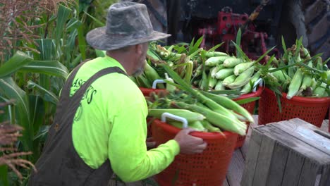 Farmer-arranges-bins-of-corn-on-the-flatbed-behind-the-tractor