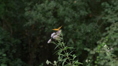 Schmetterling-Fliegt-In-Der-Natur