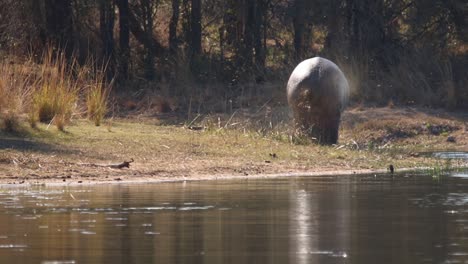 Imágenes-De-Un-Gran-Hipopótamo-Adulto-En-Un-Lago-Natural-En-Un-Parque-Nacional-En-Sudáfrica