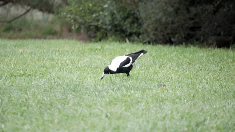 Australian-Magpie-feeding-on-the-grass