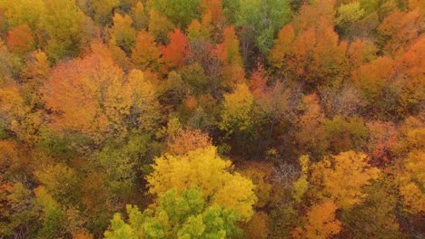 Colorful-autumn-birds-view-aerial-drone-flight-above-beautiful-trees