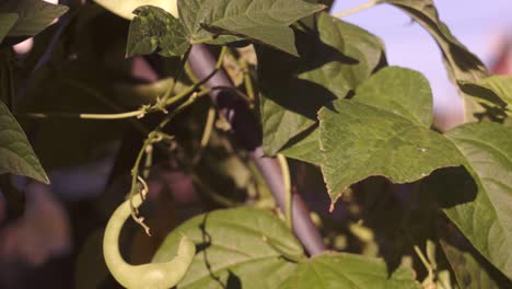 Broad-flat-green-beans-in-an-organic-vegetable-garden