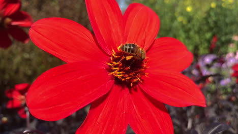 Honey-bee-collecting-pollen-on-red-flower-in-slow-motion