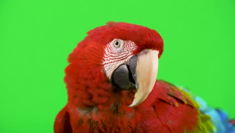 Red-Macaw-parrot-looks-at-camera-and-shakes-its-head-no,-in-disagreement