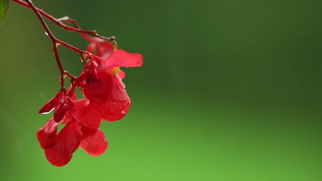 Red-impatiens-flower-on-green-background-in-rain,-red-balcony-flowers,-background-out-of-focus,-rain-drops-falling-on-petals-and-splatter-all-around,-isolated,-slow-motion