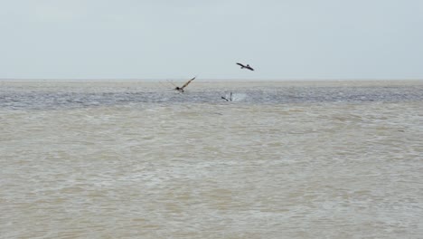 Zwei-Pelikane-Tauchen-In-Zeitlupe-Ins-Wasser-Der-Galveston-Bay