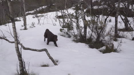 Man-training-a-chocolate-flat-coated-retriever-female-dog-to-fetch-a-stick-in-the-snow-among-trees