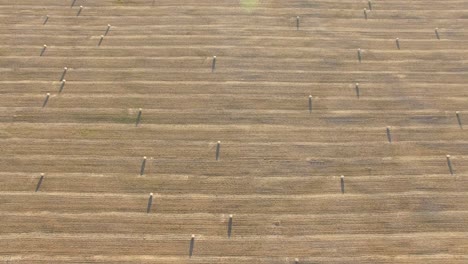 Aerial-view-of-a-golden-agricultural-field-at-sunset-with-large-bales-of-straw-or-hay-in-neat-rows-and-lines-in-view-as-drone-moves-diagonally-across-the-field