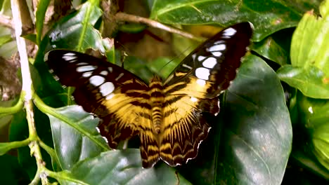 Schmetterling-Mit-Beschädigtem-Flügel-Auf-Einem-Blatt