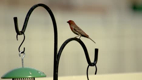 An-adult-male-house-or-purple-finch-perched-on-a-post-very-alert-then-flies-away-in-slow-motion