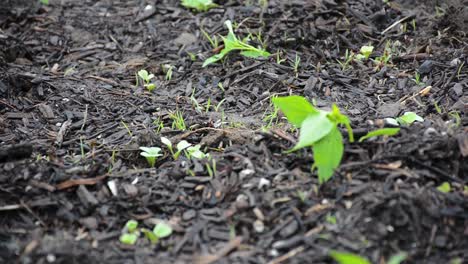 Green-leaf-sprouts-out-of-freshly-laid-mulch