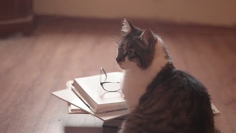 Intelligente-Getigerte-Katze-Schaut-über-Stapel-Bücher