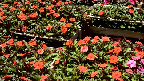 Colorful-impatiens-walleriana-cultivated-for-sale-in-market