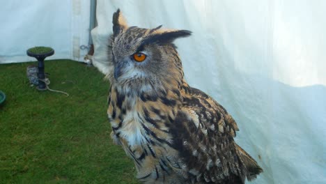 Owl-on-perch-at-wildlife-event-display