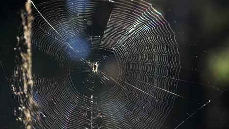 Kleine-Spinne,-Die-An-Einem-Windigen-Tag-Versucht,-Sich-In-Ihrem-Netz-Festzuhalten