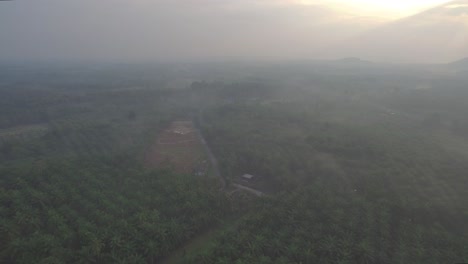 Kokosnussfeld-Luftaufnahme-Provinz-Chumporn,-Thailand