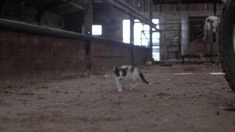 Homeless-black-and-white-young-cat-kitten-moving-towards-the-camera