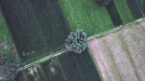 Vista-Superior-Aérea-De-Un-Campo-Agrícola-En-Levico-Terme,-Italia,-Durante-El-Amanecer-Con-Rotación-De-Drones