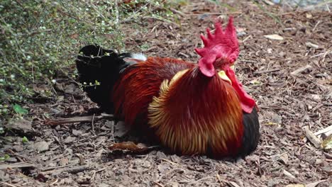 Red-Crowned-Rooster-Dust-Bathing