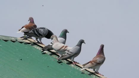 Homing-pigeons-high-on-a-roof,-a-single-bird-flies-in-and-settles-between-them-in-slow-motion