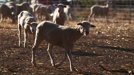 Slow-motion-of-a-hungry-sheep-walking-on-farm-land