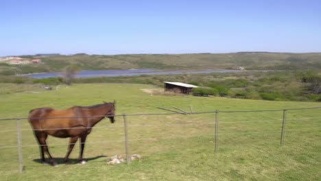 Horse-grazing-on-a-farm-with-a-view-of-a-river