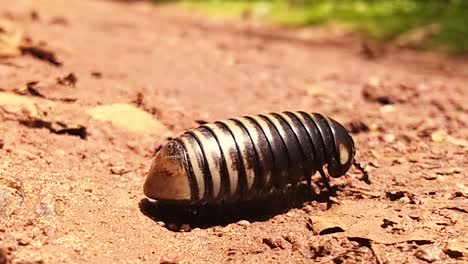 A-small-dark-bug-with-many-legs-and-a-body-that-looks-like-armor,-crawls-across-dirt-in-bright-sunshine