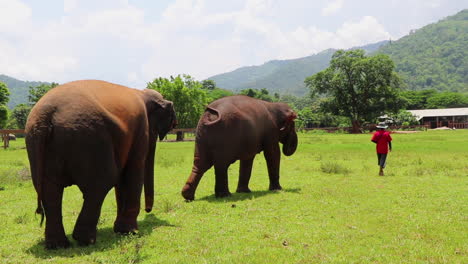 Elefantes-Siguiendo-A-Su-Entrenador-A-Través-De-Un-Campo-De-Hierba-En-Cámara-Lenta