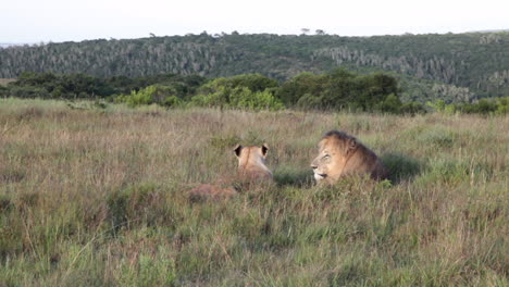 A-male-and-female-lion,-Panthera-leo-rest-in-long-grass-around-the-edge-of-a-waterhole-at-Kariega-private-game-reserve-in-the-Eastern-Cape-Region-of-South-Africa