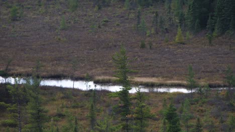 Schöne-Aussicht-über-Die-Typisch-Kanadische-Landschaft-Mit-Buntem-Herbstwald-Im-Algonquin-Park,-Kanada-Herbst