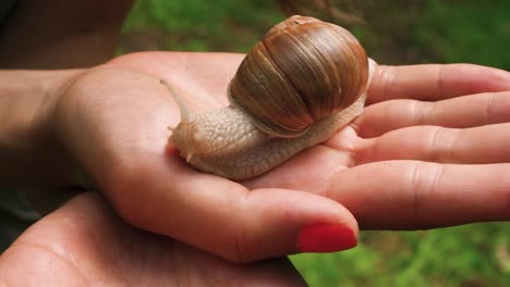 Close-up-a-of-a-cute-large-white-snail-with-eyes-extended-crawling-slowly-on-a-woman’s-hands