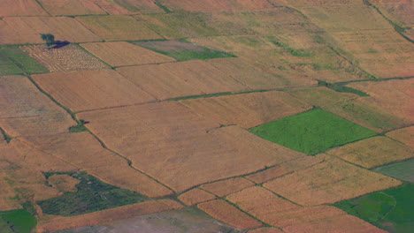 Aerial-close-up-of-farm-land,-A-green-farm-between-the-yellow-farms,-A-single-tree-in-the-farms