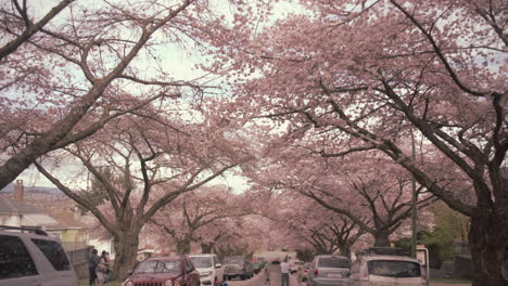 Alley-full-of-Cherry-blossom-trees-on-Spring-cloudy-day,-Wide-shot