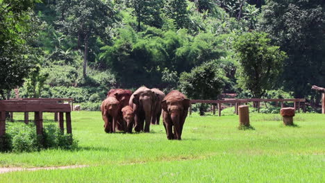 Elefantenfamilie-Geht-In-Zeitlupe-Auf-Die-Kamera-Zu
