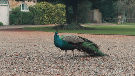 Peacock-looking-for-food