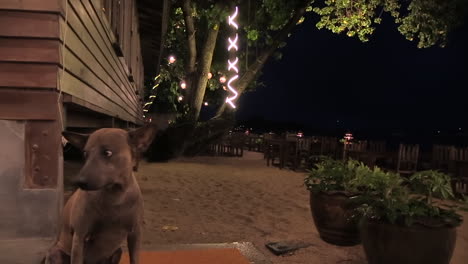 Perro-Callejero-Tailandés-Sentado-Fuera-De-Un-Restaurante-De-Playa-Y-Está-Tomando-Un-Pico-En-La-Noche