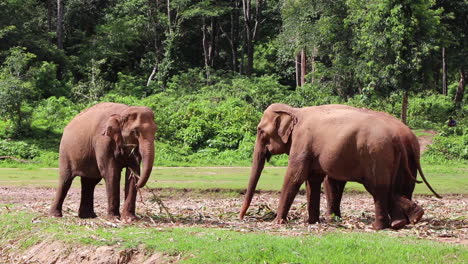 Two-elephants-eating-while-they-look-at-each-other-in-a-field-in-slow-motion