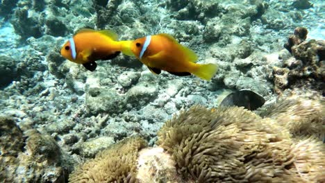Pez-Payaso-Nadando-Por-Coral