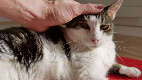 Male-pamper-his-cat-with-Hand