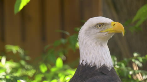 Close-up-of-a-bald-eagle-attentively-looking-at-its-surroundings
